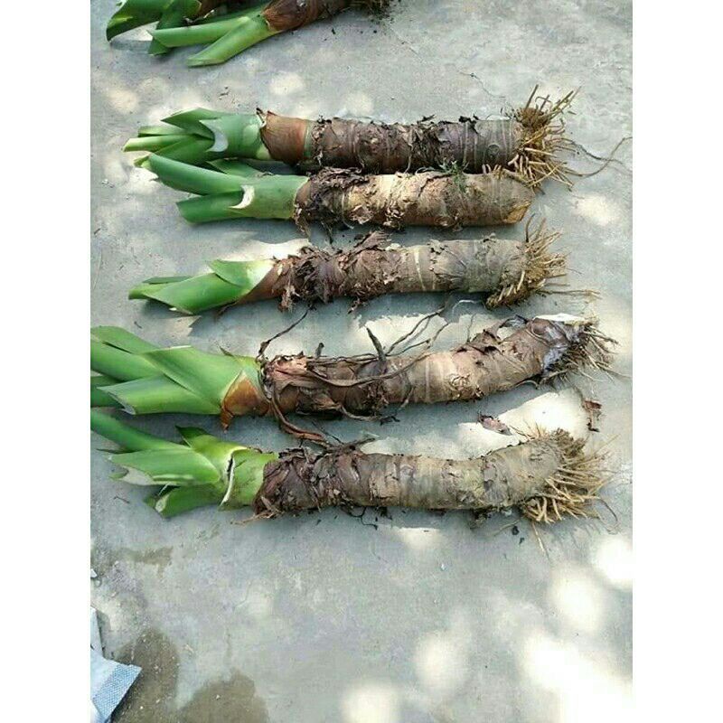 RẺ VÔ ĐỊCH - Combo 5 Cây Ráy Thân To