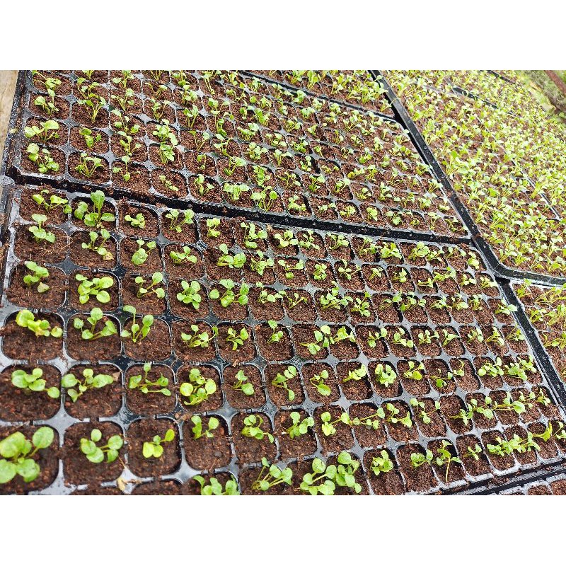 1kg Giá thể gieo hạt Sạch Nhiều Dinh Dưỡng