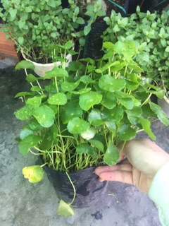 CỎ ĐỒNG TIỀN