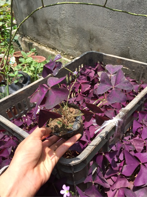 Cây hoa oxalic tím, Red butterfly wing