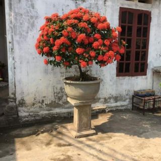 cây giống mẫu đơn  đủ màu