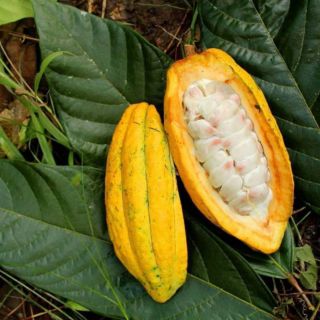 BỘT CA CAO NGUYÊN CHẤT