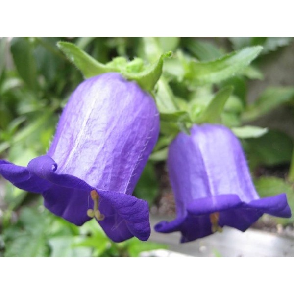 Hạt giống Hoa Chuông tím 2 tầng dây leo - Gói 5 hạt - hgct3