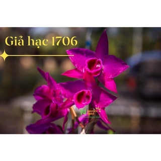 Giả hạc tím dền