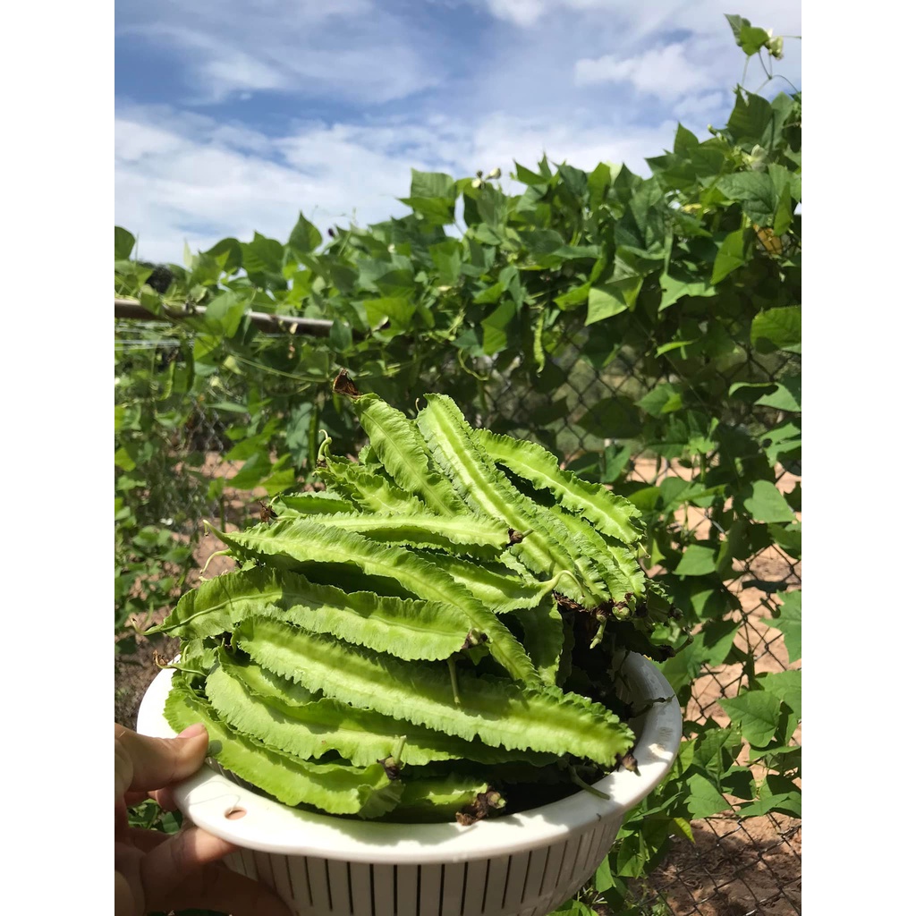 1KG Hạt giống đậu rồng (đậu khế)