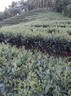 Chè xanh Thái Nguyên