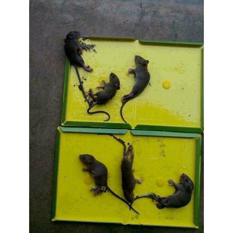 [GIÁ HỦY DIỆT] [SIÊU DÍNH] Keo dính bẫy chuột siêu dính Mouse &amp; Rat Glue Board