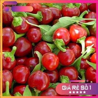 Hạt giống ớt cherry bomb F1 nhập khẩu Mỹ - HGNK
