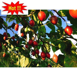 Hạt giống cà chua thân gỗ - 10 hạt