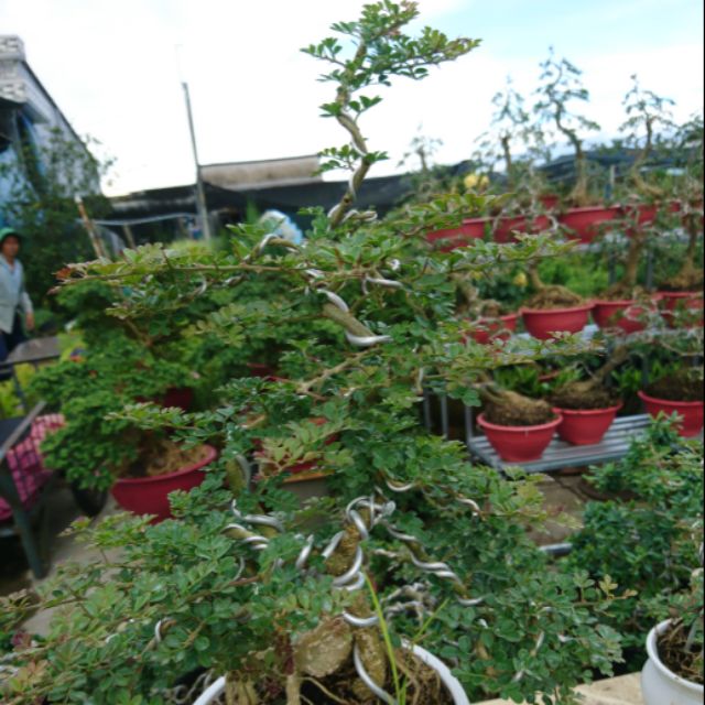 Cây cần thăng bonsai