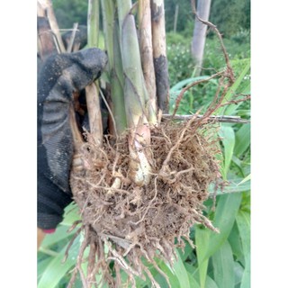 cây chít, cây đọt giống  (bụi lớn)