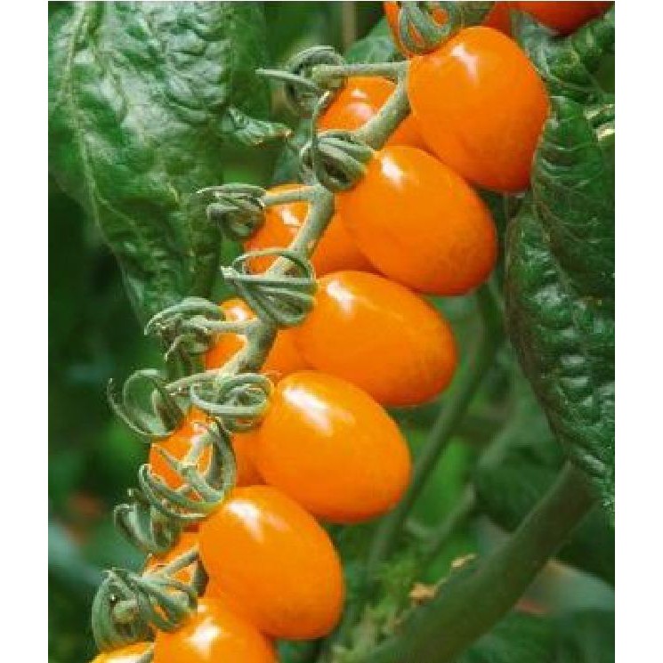 Hạt giống cà chua chuối quả đỏ ( cà chua ngón tay ) 30 hạt_TẶNG kèm viên nén ươm hạt