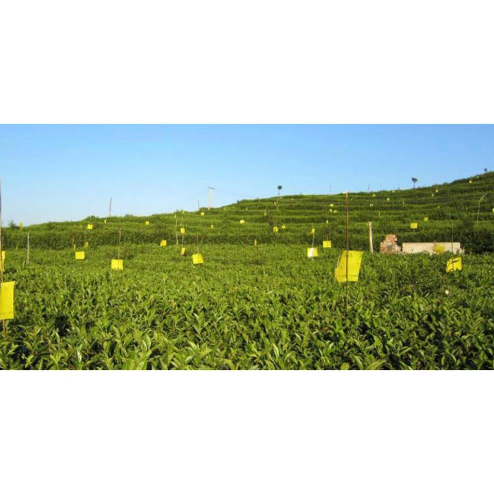 [Tặng kèm dây treo] Miếng bẫy dính ruồi vàng, dính côn trùng 2 mặt siêu dính 20x25cm