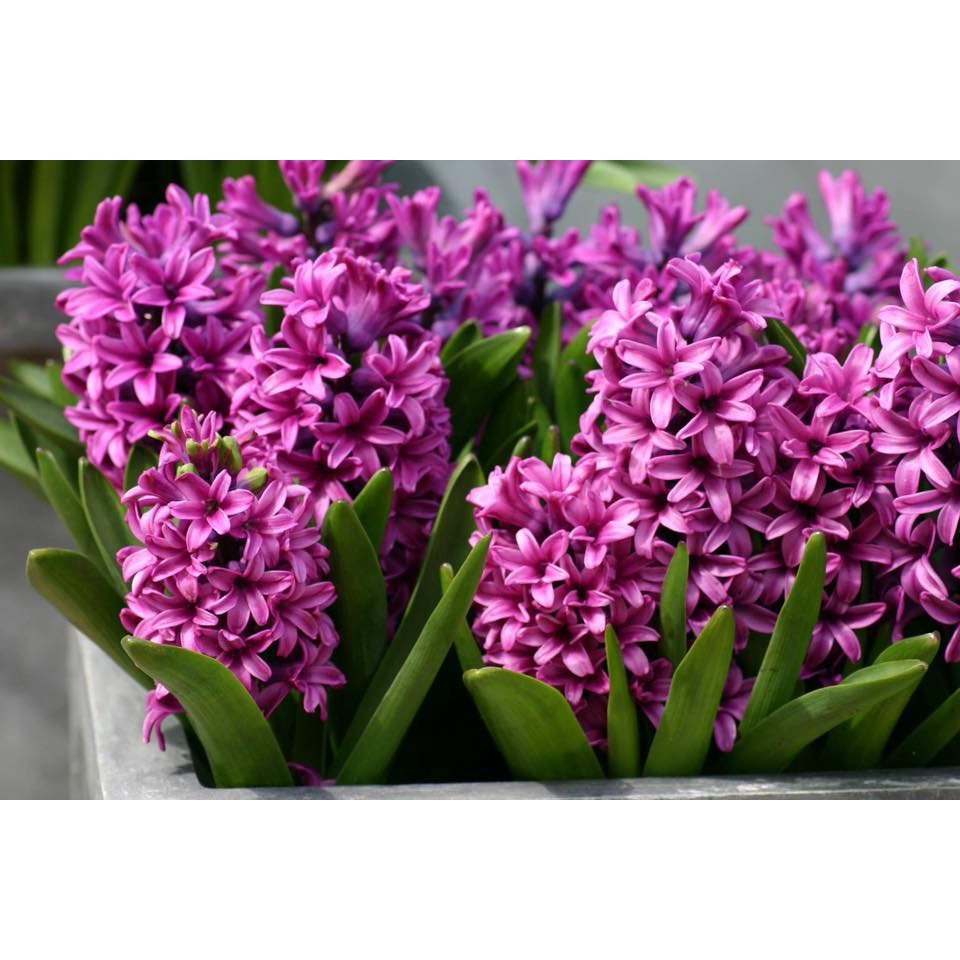 Củ hoa Tiên Ông chuẩn F1