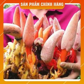 [Freeship] NẤM NGỌC CẨU Ngâm rượu bổ thận tráng dương cực hiệu quả túi túi 1kg