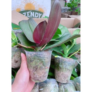 Lan Hồ Điệp Đại Đã Có Ngồng Hoa