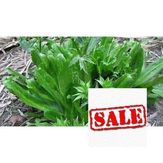 1 gr  giống rau mùi tàu (rau ngò gai) SALE