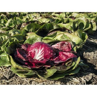 Hạt giống Xà lách cuộn tím 0.2 gr