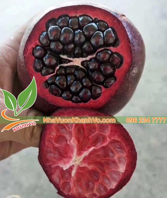 👉 Cây Lựu đỏ Nga giống lùn siêu trái - 0901493330