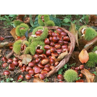 CÂY GIỐNG CÂY HẠT DẺ ĐEN TRÙNG KHÁNH