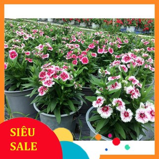 100 Hạt giống hoa Cẩm chướng đơn (tặng gói kích nẩy mầm và hướng dẫn) VIETPHAT