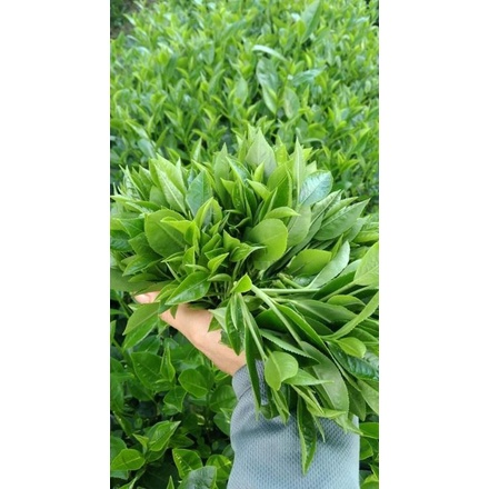Trà hạt cổ - Thái nguyên loại ngonă