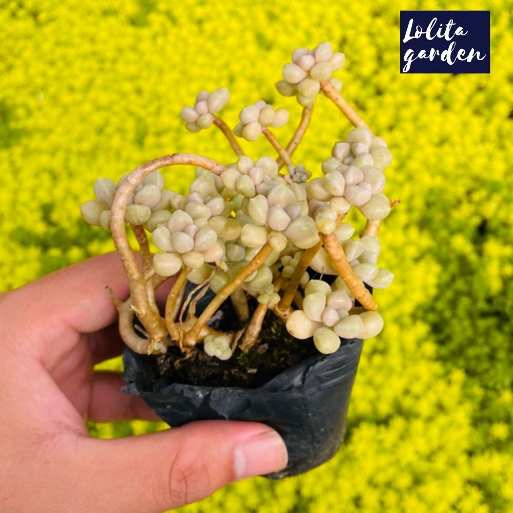 Sen đá kim tuyến cổ thụ Đà Lạt size bé cây cảnh trang trí nhà cửa Lolita garden