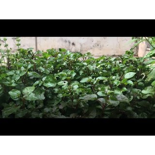 1 CHẬU HỒNG XOẮN-DỀN NHẬT THỦY SINH, BÁN CẠN