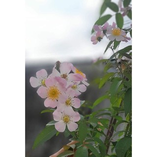 Hoa hồng Lyda Rose nguyên bản