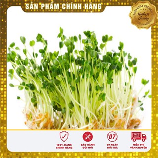Hạt giống rau mầm cải thảo dược Methi