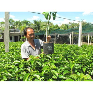Giống cây bơ sáp siêu trái cây cao 40-50cm
