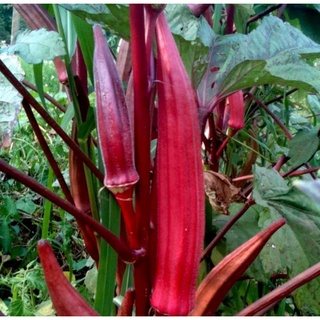 Hạt Giống Đậu Bắp Trái Đỏ Gói 5gr