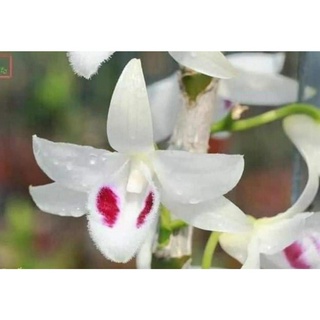 Phi điệp 5ct bạch tuyết tự thụ cây năm hai chậu lớn - Den. anosmun var semir