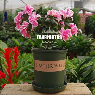 Combo 10 chậu nhựa Monrovia 3GL hàng VN bền đẹp cực đẹp.
