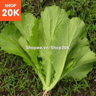 Giống Cải Bẹ Xanh mỡ (100g)