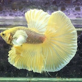 Betta DumBo Dứa 1 bé Trống .Tặng Thức ăn