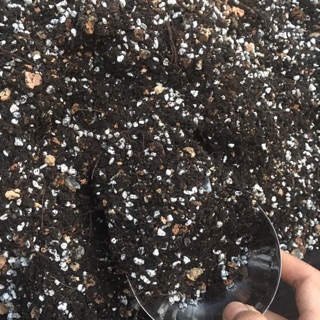 Đá perlite (đá trân châu) | trồng sen đá - xương rồng