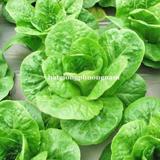 5GR - hạt giống xà lách dún vàng