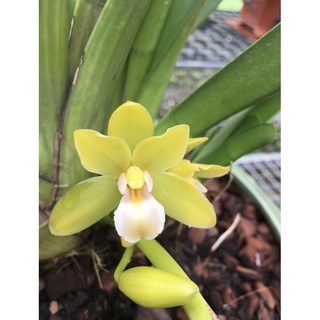 Cây giống lan kiếm Phan Trí (HPS)