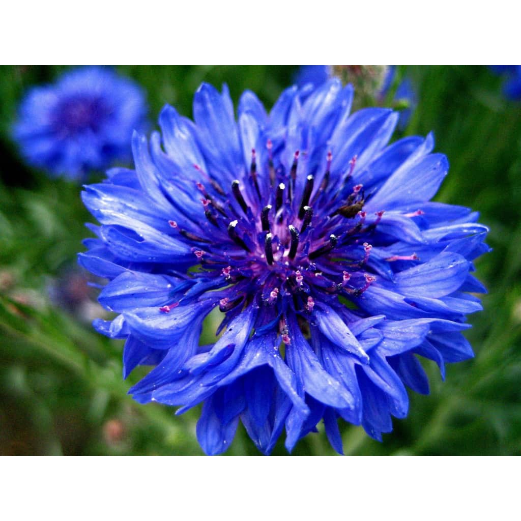 Hạt Giống Hoa Trúc Mai Xanh Blue 70cm - SL: 50 HẠT
