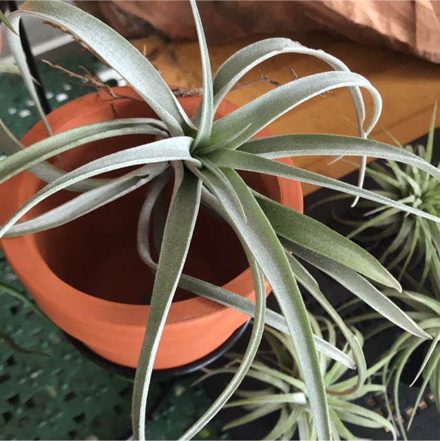 Cây không khí Tillandsia capitata