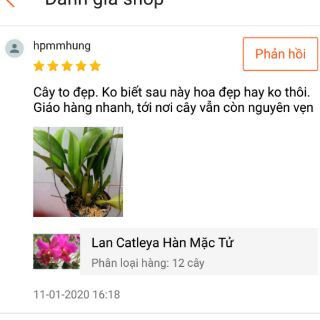 Lan Cattleya Hàn Mặc Tử