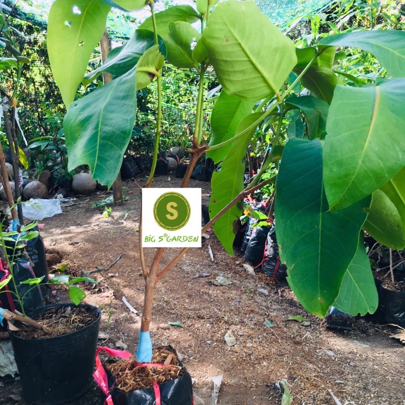 Cây Mận Xanh Tam Hoa Siêu Trái Và Dễ Trồng