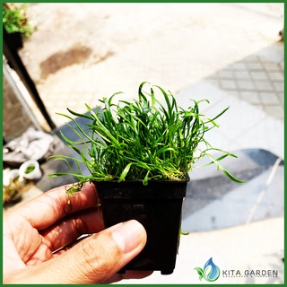 Cỏ lưỡi rắn - cây thuỷ sinh cắm nền đẹp tiền cảnh - cây thủy sinh dễ trồng