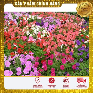 Hạt Giống Hoa Dạ Yến Thảo Mix (100 hạt)