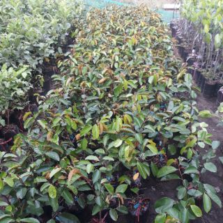Cây vú sữa lò rèn
