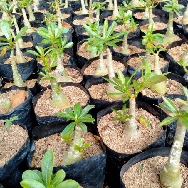 Túi Đựng Ốc Vít Adenium