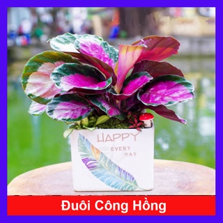 Cây Đuôi Công Hồng - cây cảnh để bàn