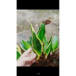 Cây lưỡi hổ thái lùn( giá rẻ)