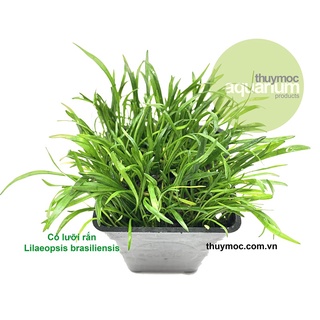 Cỏ lưỡi rắn - cây thuỷ sinh cắm nền đẹp tiền cảnh - cây thủy sinh dễ trồng- mộc thuỳ sinh